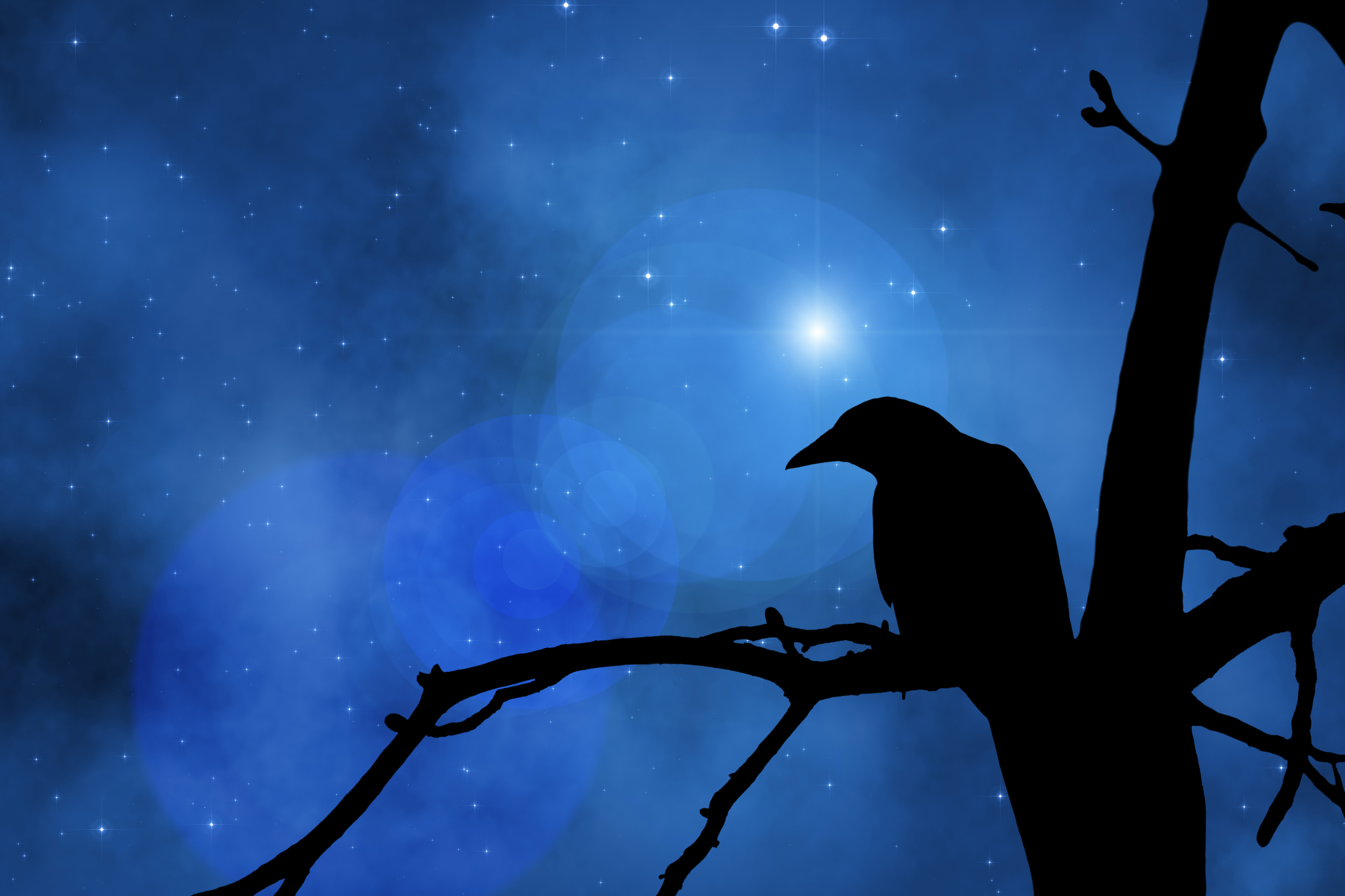 Night crows вороны. Ворон ночь Луна. Ночь Луна ворона. Ворон в ночном небе. Вороны ночью.